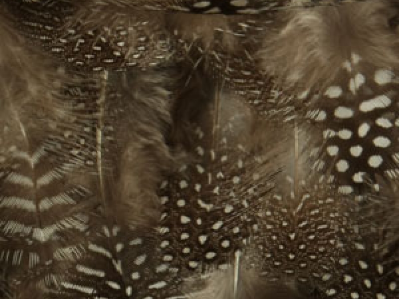 Feathers on Chiffon1